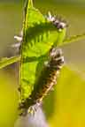 Monarch cater[pillars feeding opn milkweed